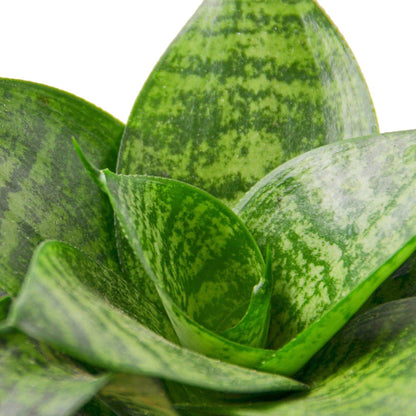 Snake Plant Black Robusta - Plantonio