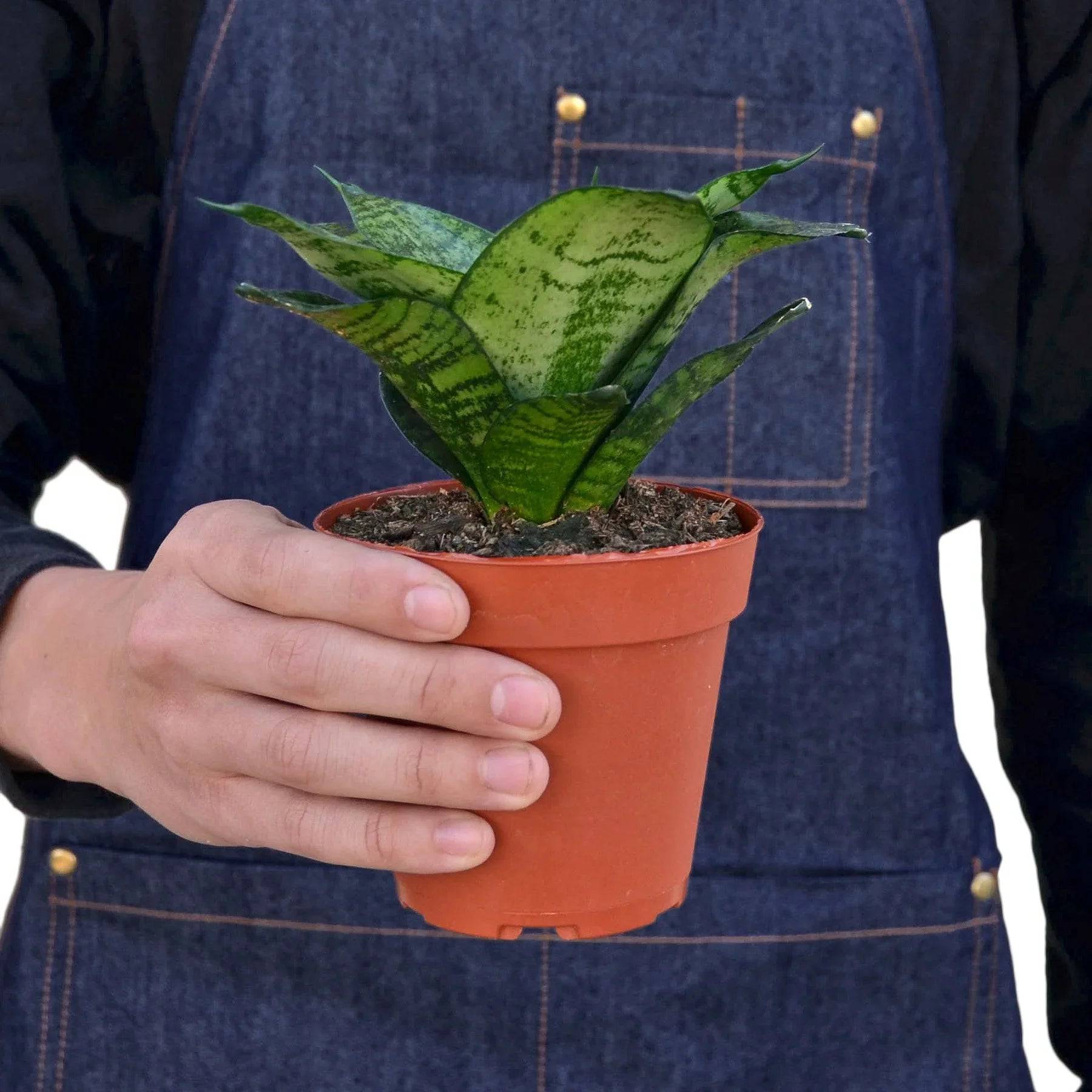 Snake Plant Black Robusta - Plantonio