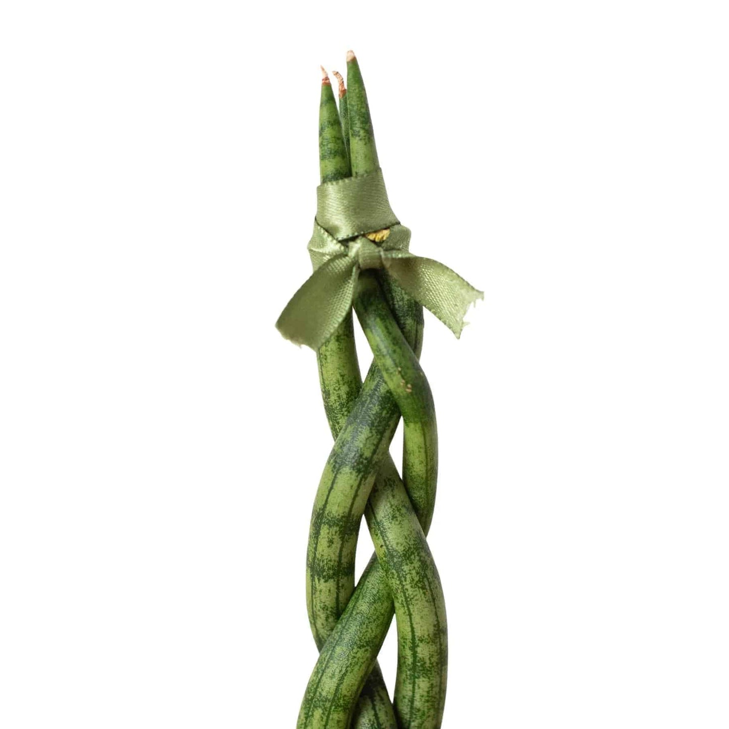 Snake Plant Braided - Plantonio