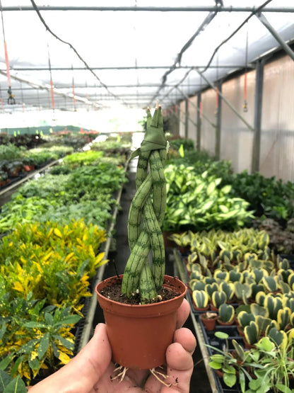 Snake Plant Braided - Plantonio