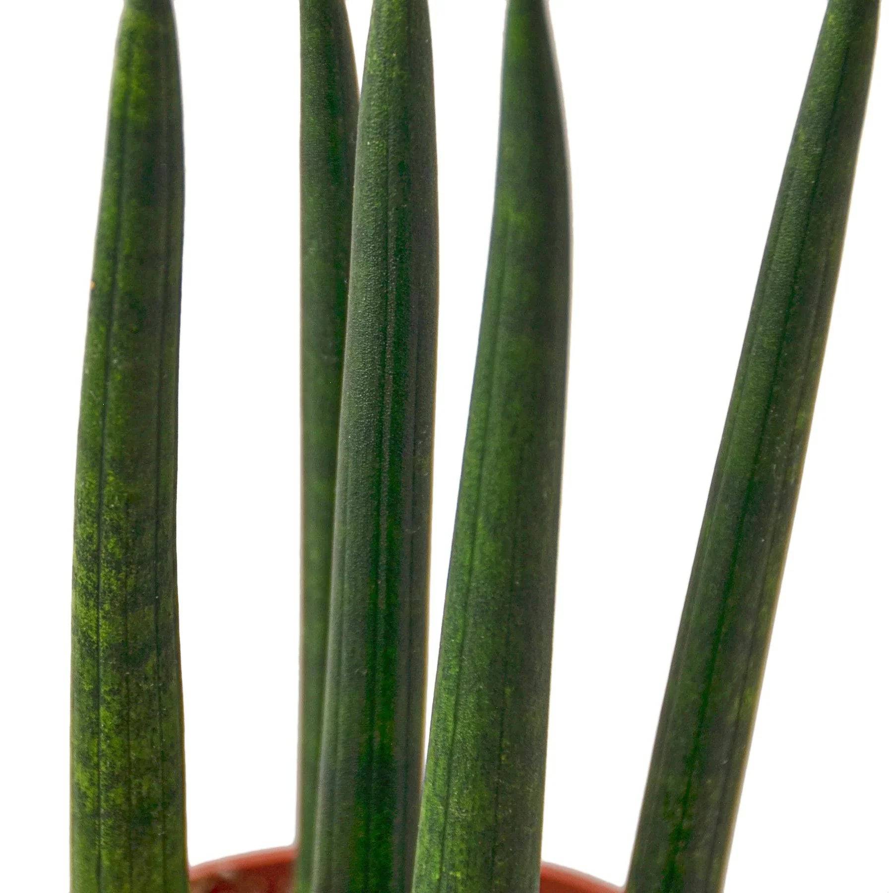 Snake Plant Cylindrica - Plantonio