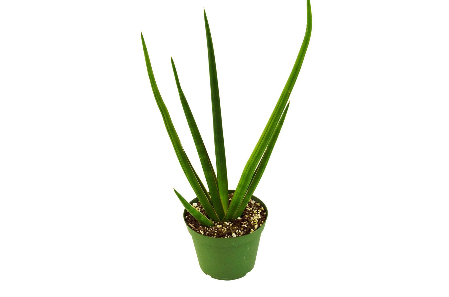 Snake Plant Cylindrica - Plantonio