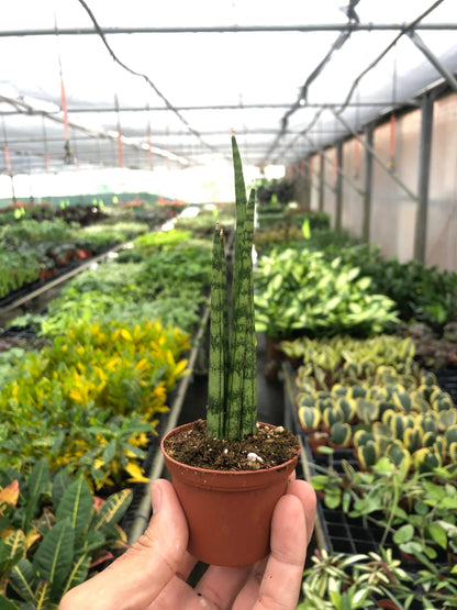 Snake Plant Cylindrica - Plantonio