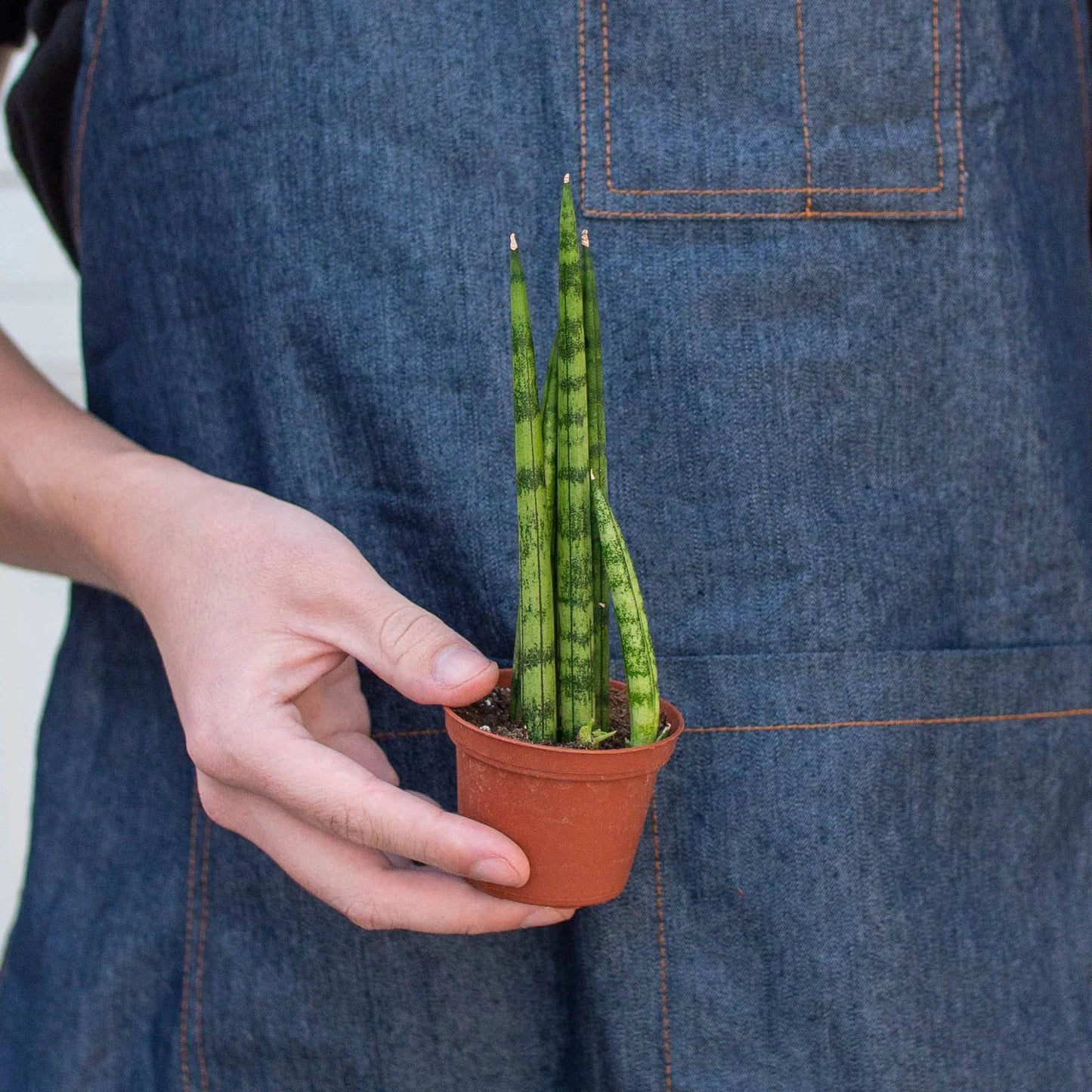 Snake Plant Cylindrica - Plantonio