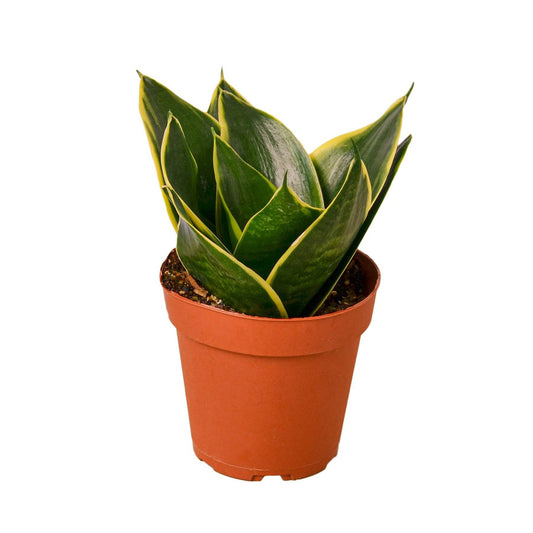 Snake Plant Emerald Star - Plantonio