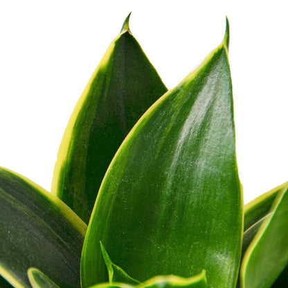 Snake Plant Emerald Star - Plantonio