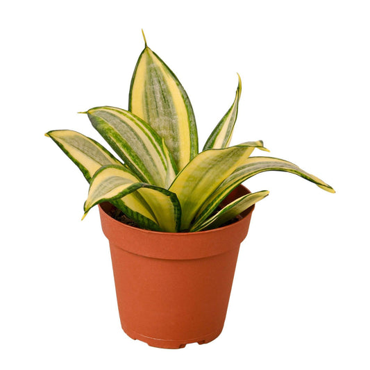 Snake Plant Gold Hahnii - Plantonio