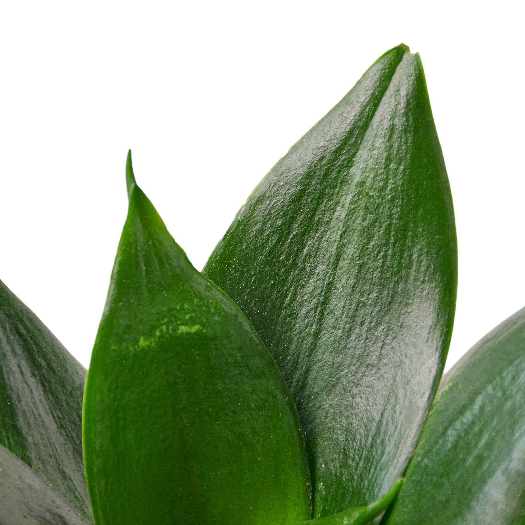 Snake Plant Jade - Plantonio