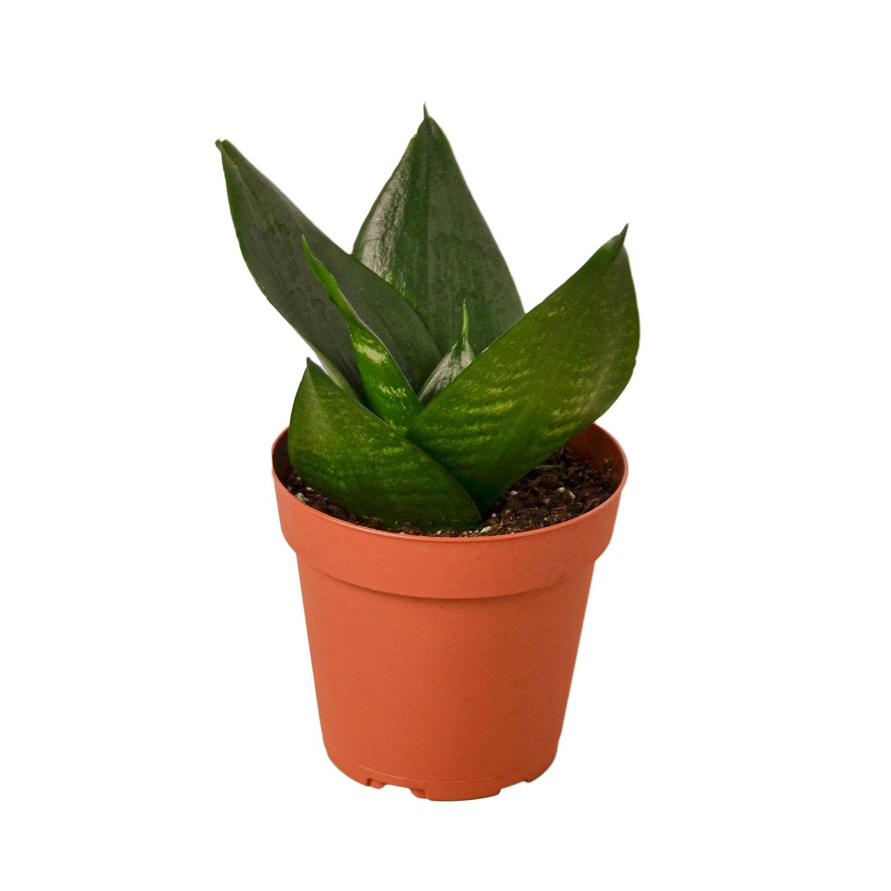 Snake Plant Jade - Plantonio