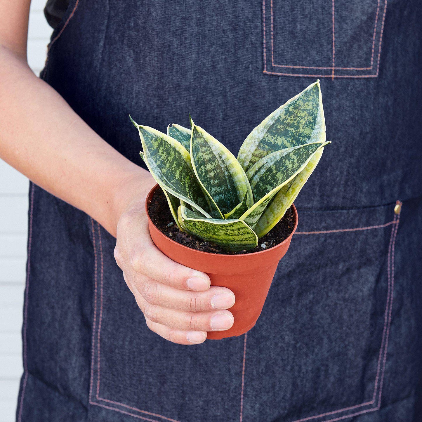 Snake Plant Laurentii Dwarf - Plantonio