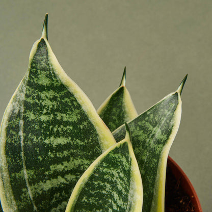 Snake Plant Laurentii Dwarf - Plantonio