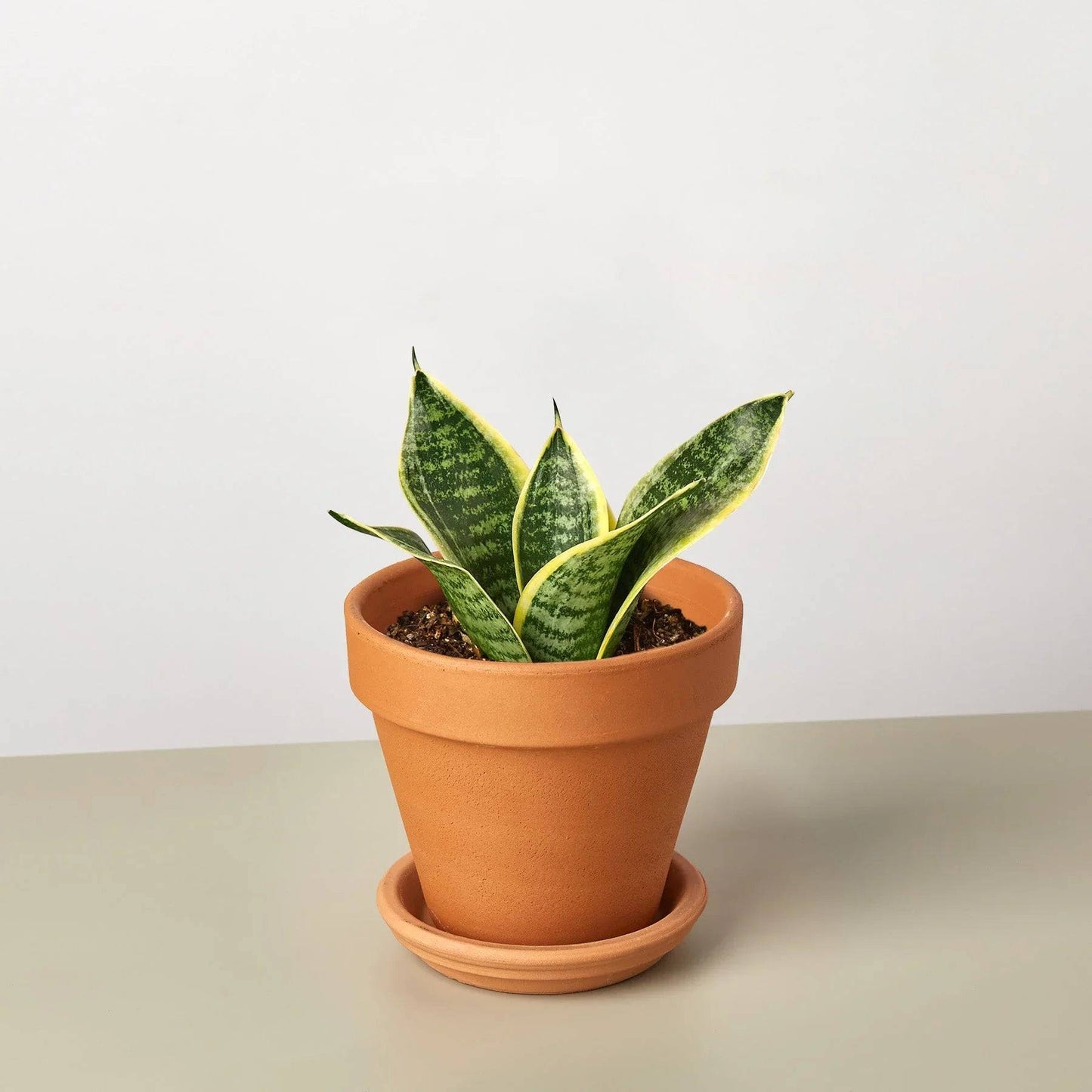 Snake Plant Laurentii Dwarf - Plantonio