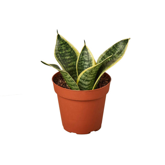 Snake Plant Laurentii Dwarf - Plantonio