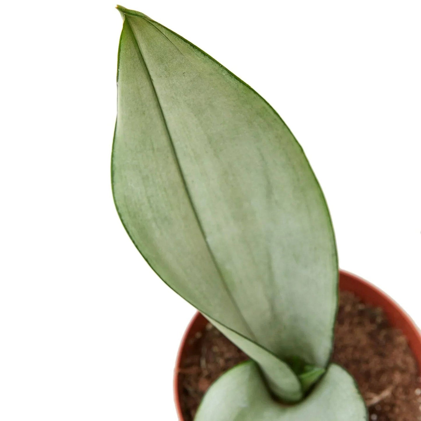 Snake Plant Moonshine - Plantonio