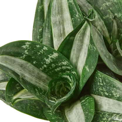 Snake Plant Silver Streak - Plantonio