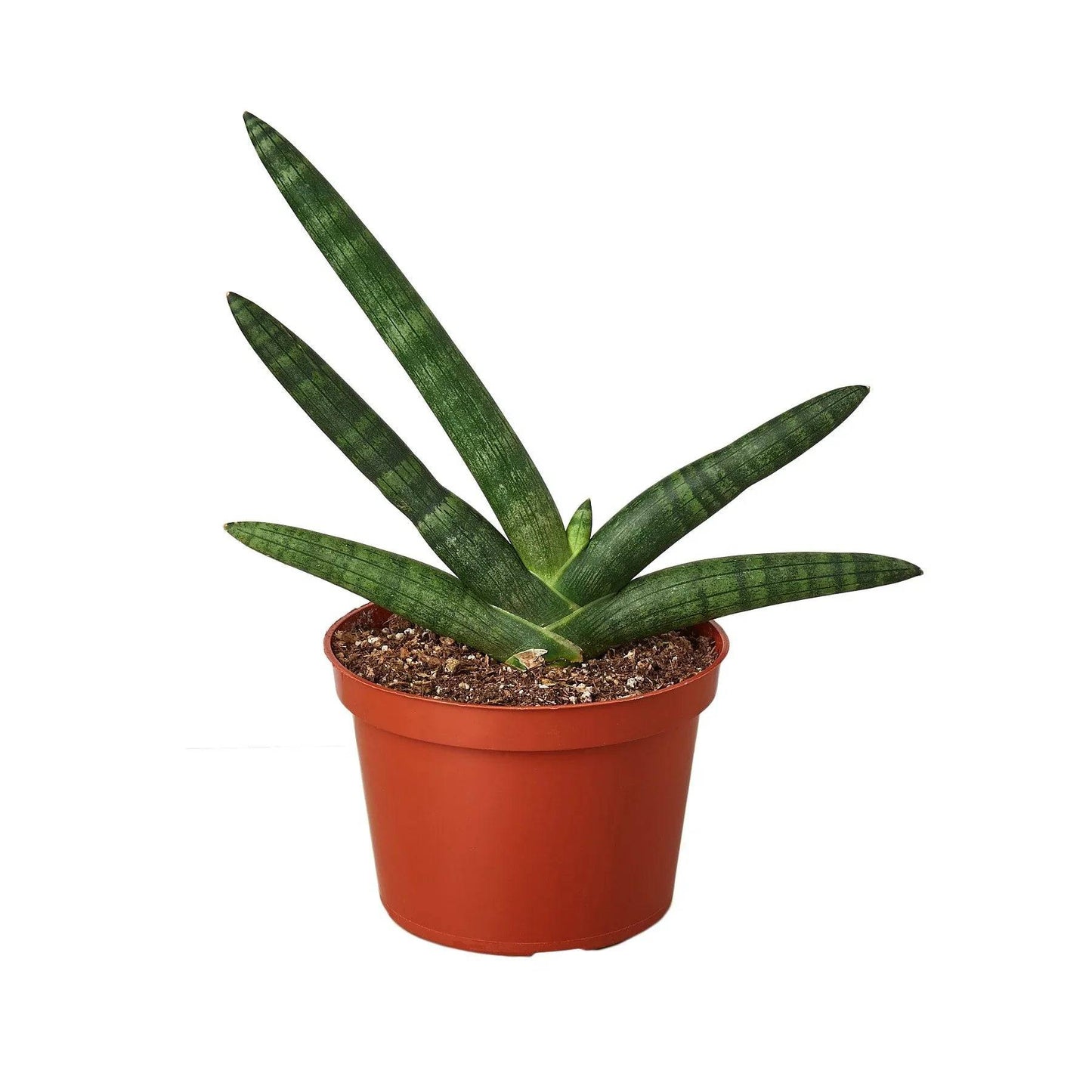 Snake Plant Starfish - Plantonio