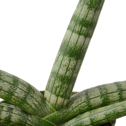 Snake Plant Starfish - Plantonio