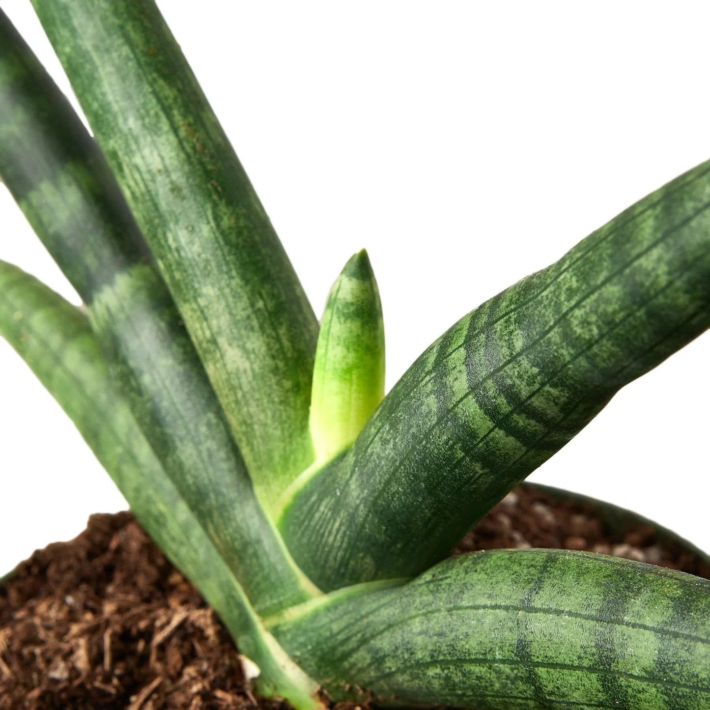 Snake Plant Starfish - Plantonio