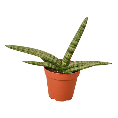 Snake Plant Starfish - Plantonio