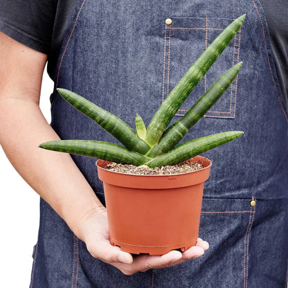 Snake Plant Starfish - Plantonio