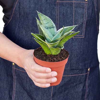 Snake Plant Starlight - Plantonio