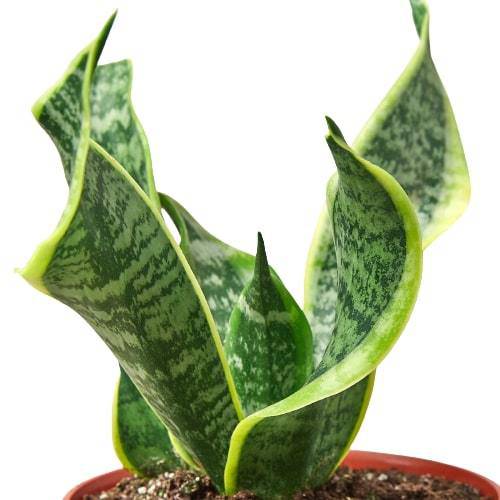 Snake Plant Twist - Plantonio