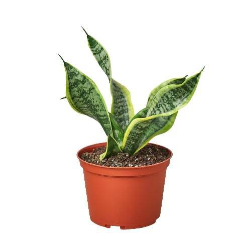 Snake Plant Twist - Plantonio