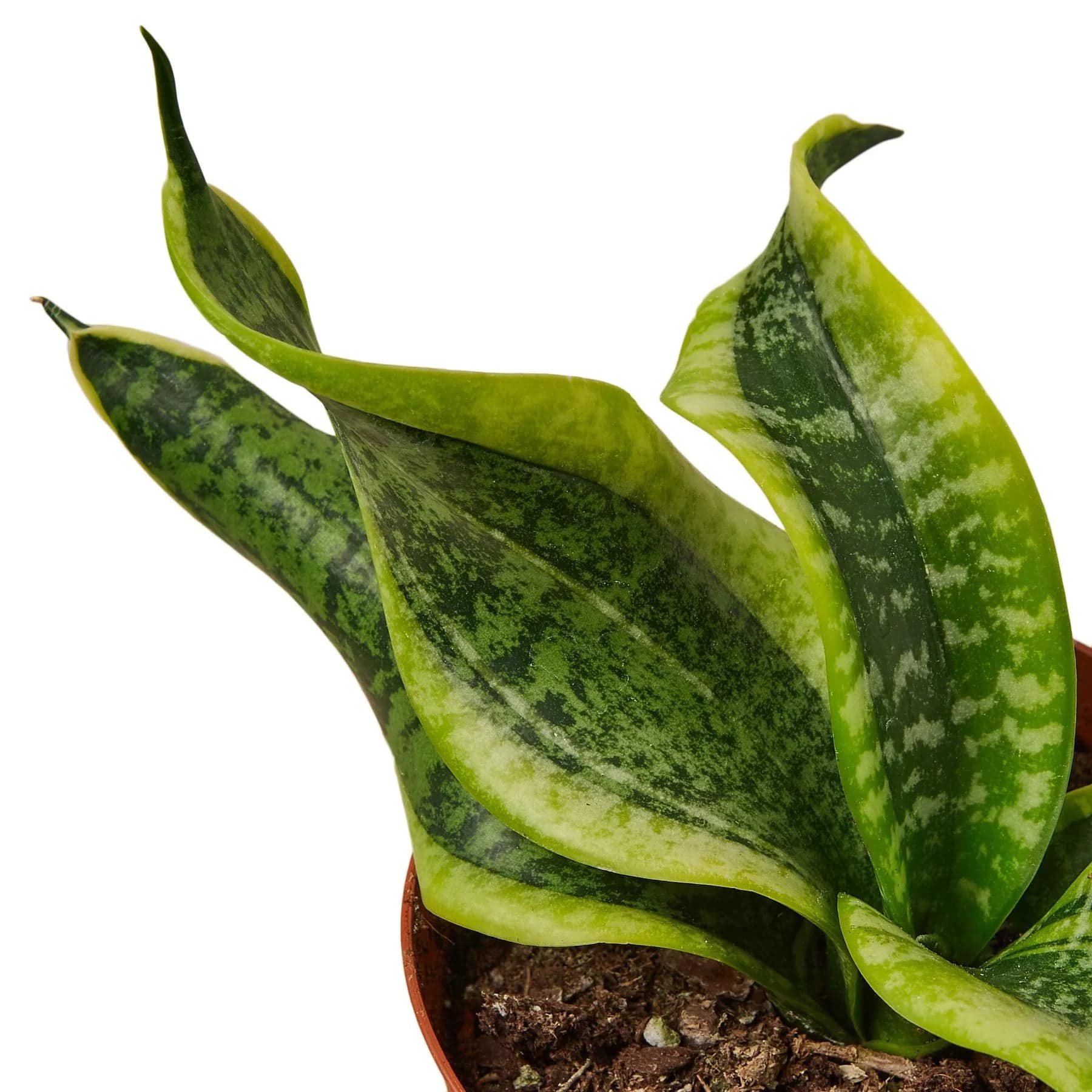 Snake Plant Twist - Plantonio