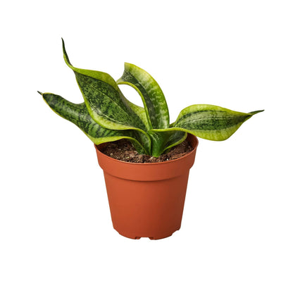 Snake Plant Twist - Plantonio