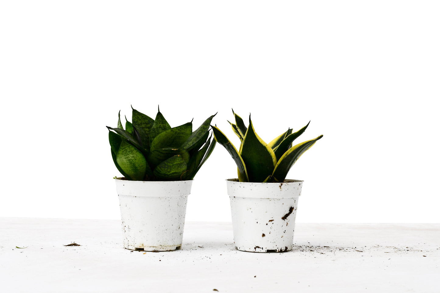 Snake Plant Variety Packs - 4" Pot - Plantonio