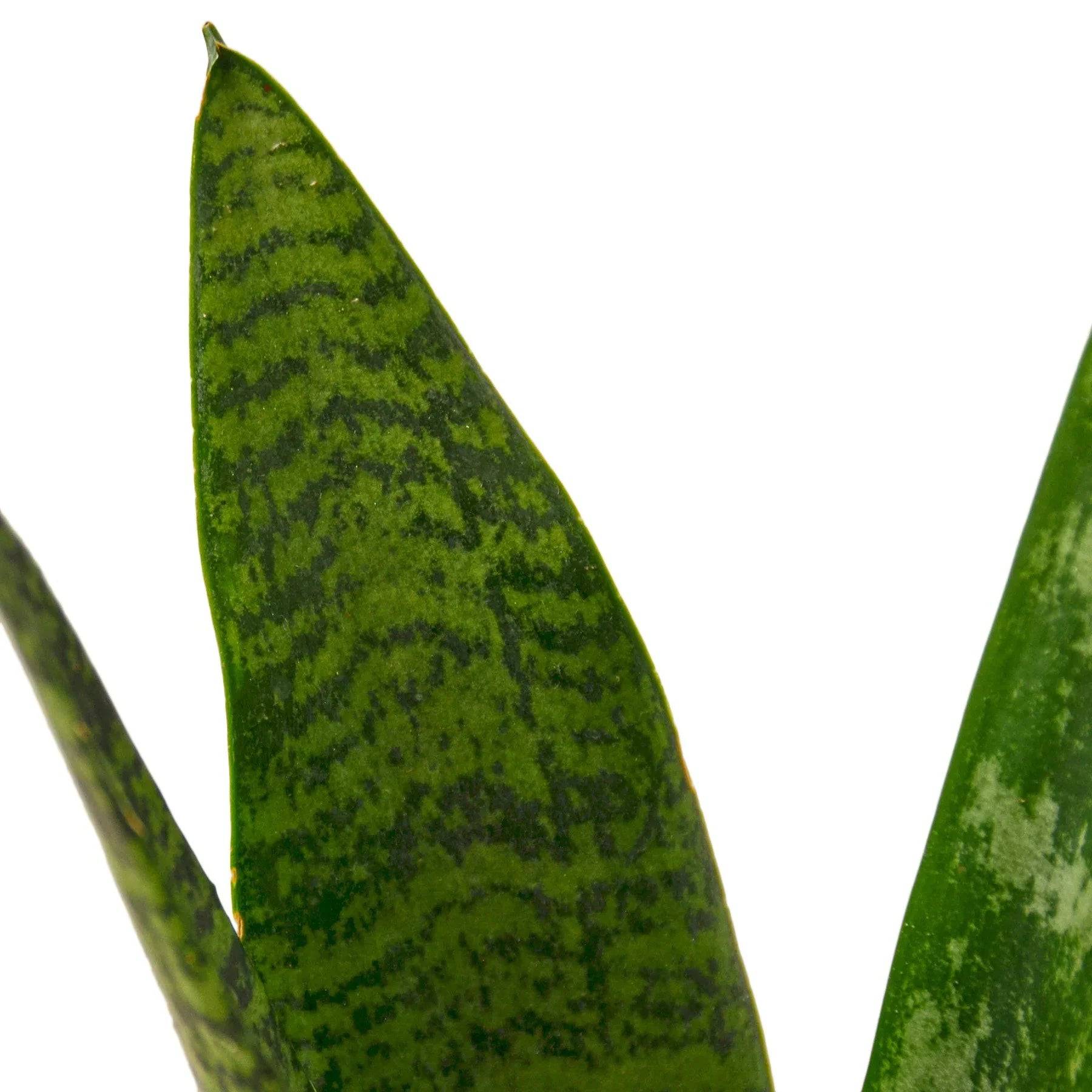 Snake Plant 'Zeylanica' - Plantonio