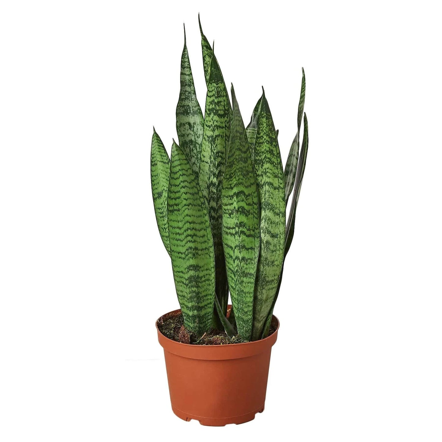 Snake Plant 'Zeylanica' - Plantonio