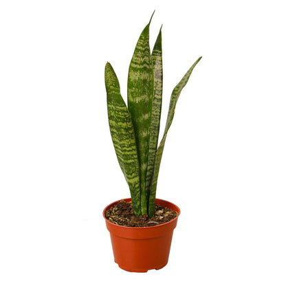 Snake Plant 'Zeylanica' - Plantonio