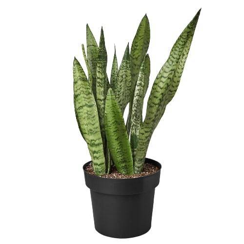 Snake Plant 'Zeylanica' - Plantonio