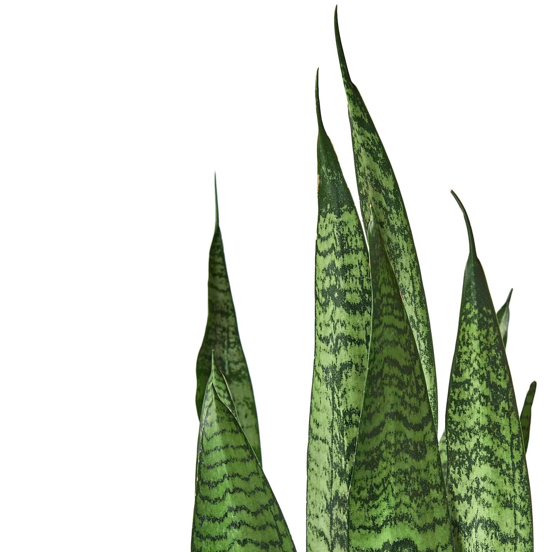 Snake Plant 'Zeylanica' - Plantonio