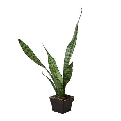 Snake Plant 'Zeylanica' - Plantonio