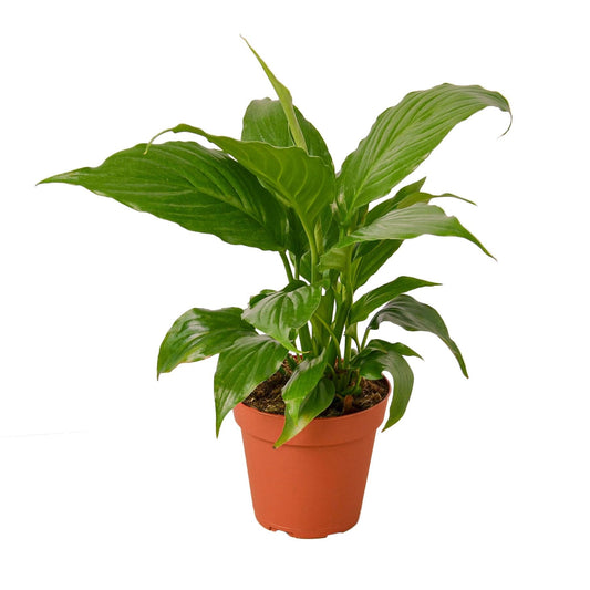 Spathiphyllum 'Peace Lily' - Plantonio