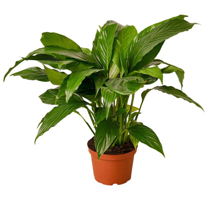 Spathiphyllum 'Peace Lily' - Plantonio