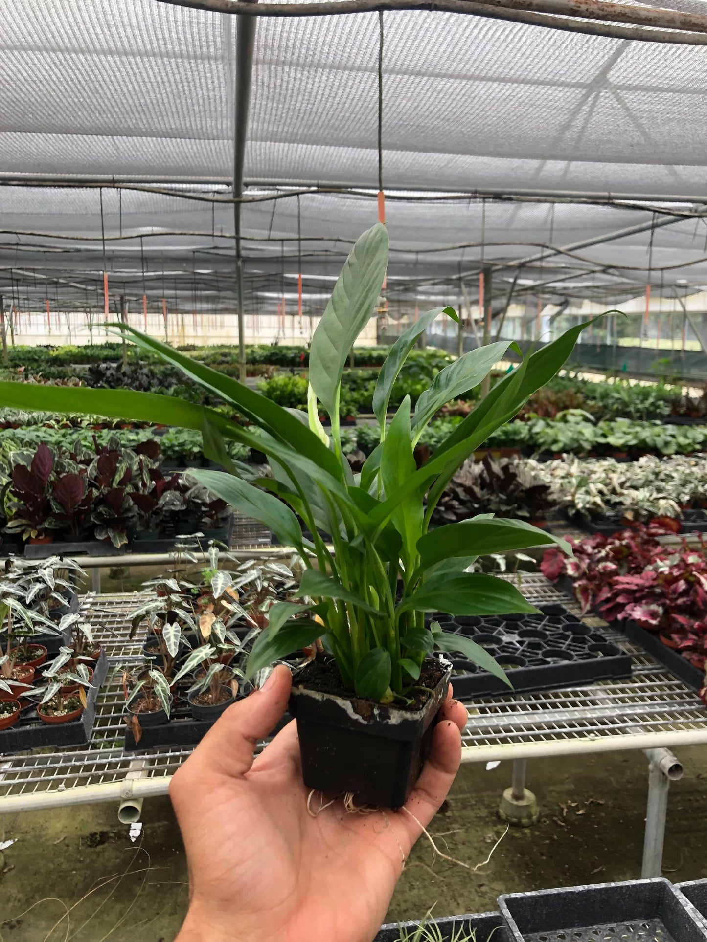 Spathiphyllum 'Peace Lily' - Plantonio