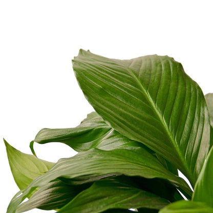 Spathiphyllum 'Peace Lily' - Plantonio