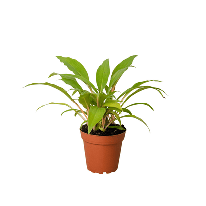 Spider Plant 'Fire Flash' - Plantonio