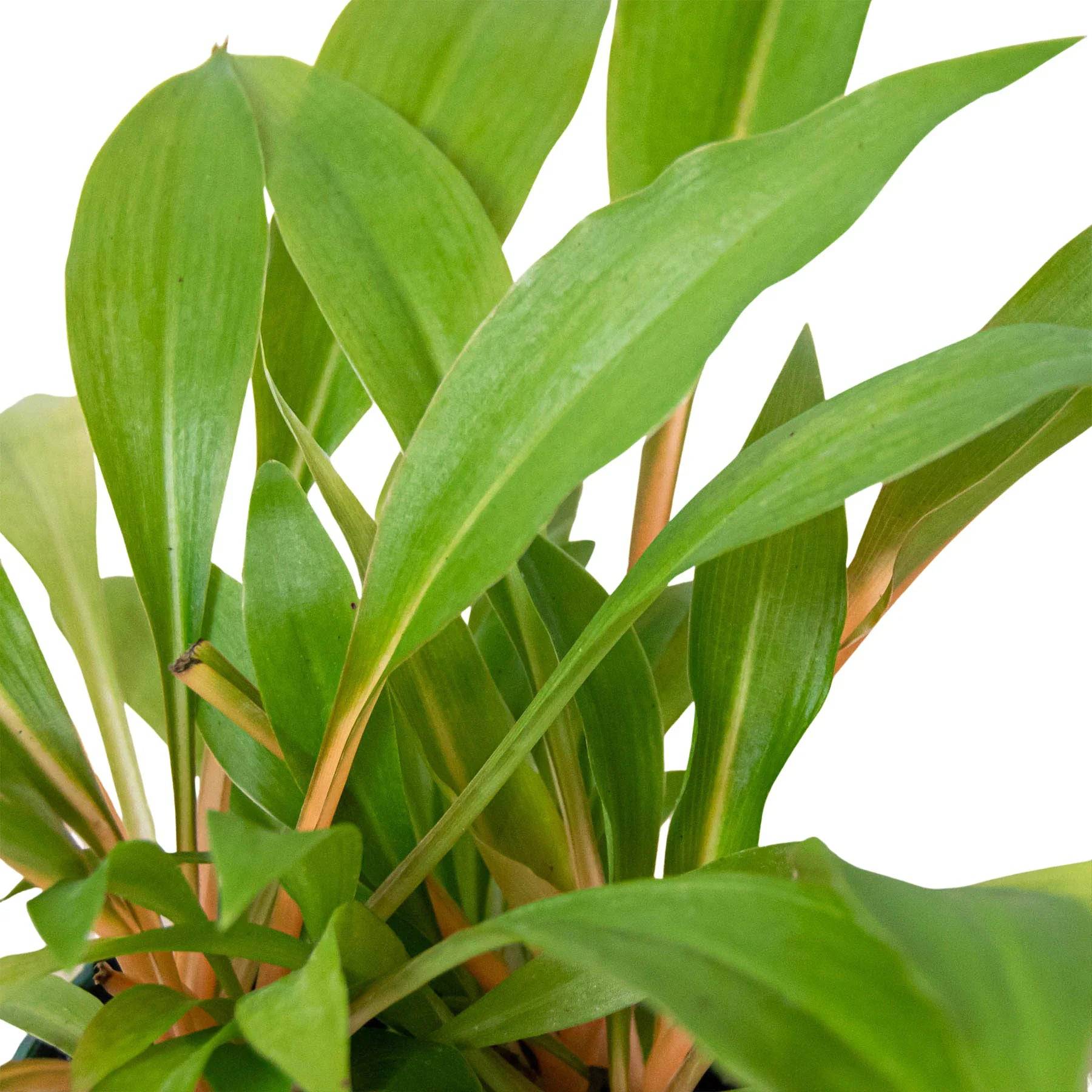 Spider Plant 'Fire Flash' - Plantonio