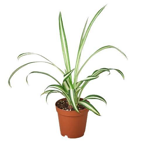 Spider Plant Reverse - Plantonio