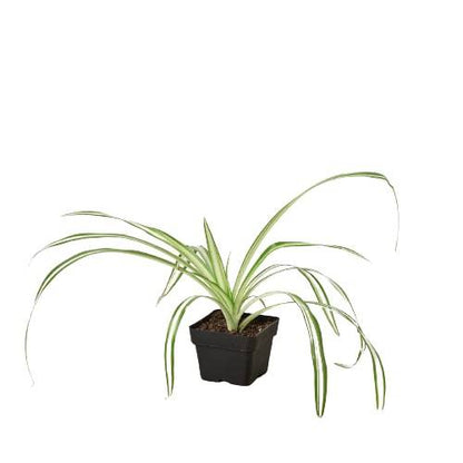 Spider Plant Reverse - Plantonio