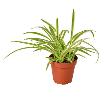 Spider Plant Reverse - Plantonio