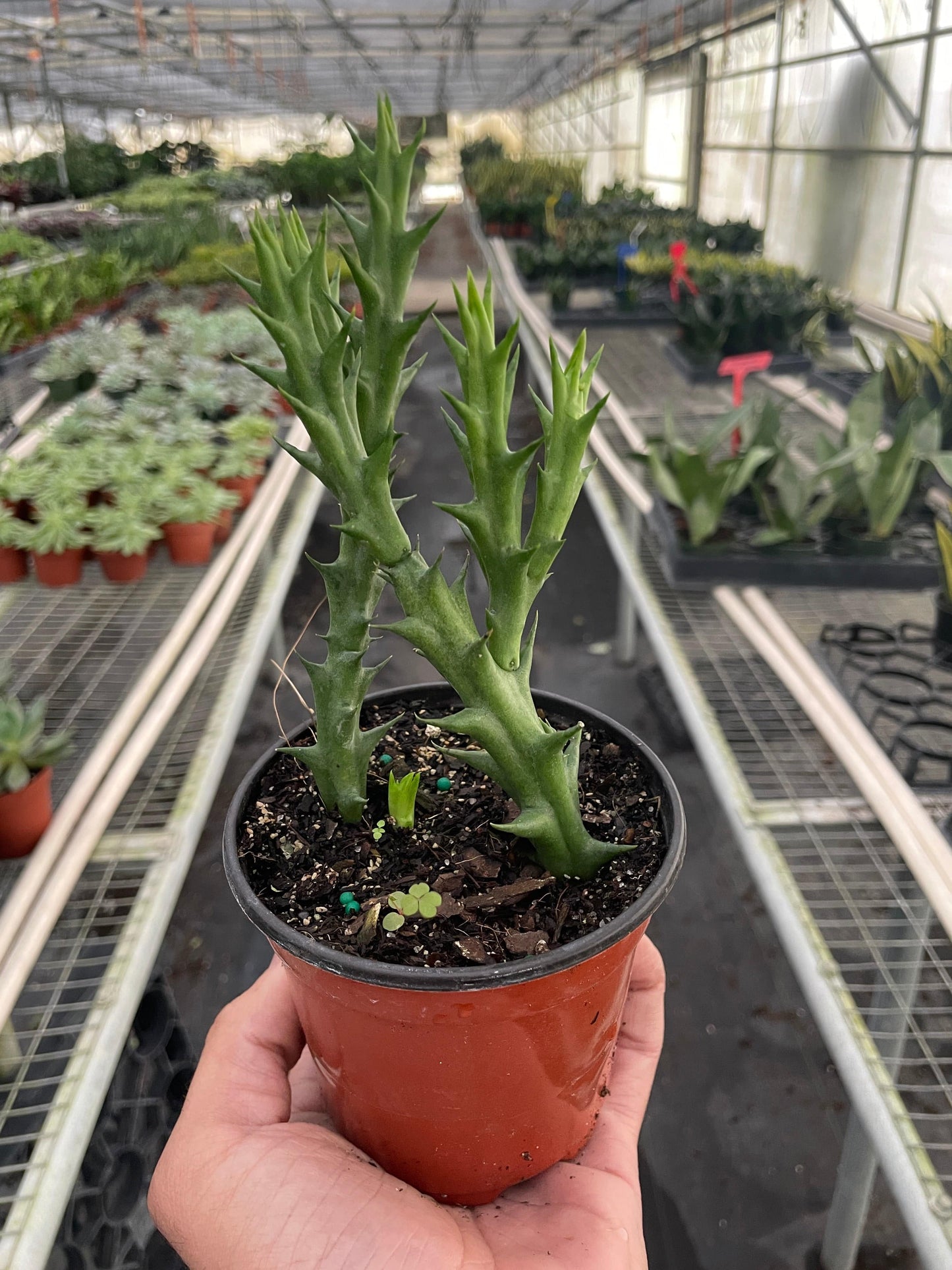 Starfish Cactus (Stapelia orbea variegata) - Plantonio