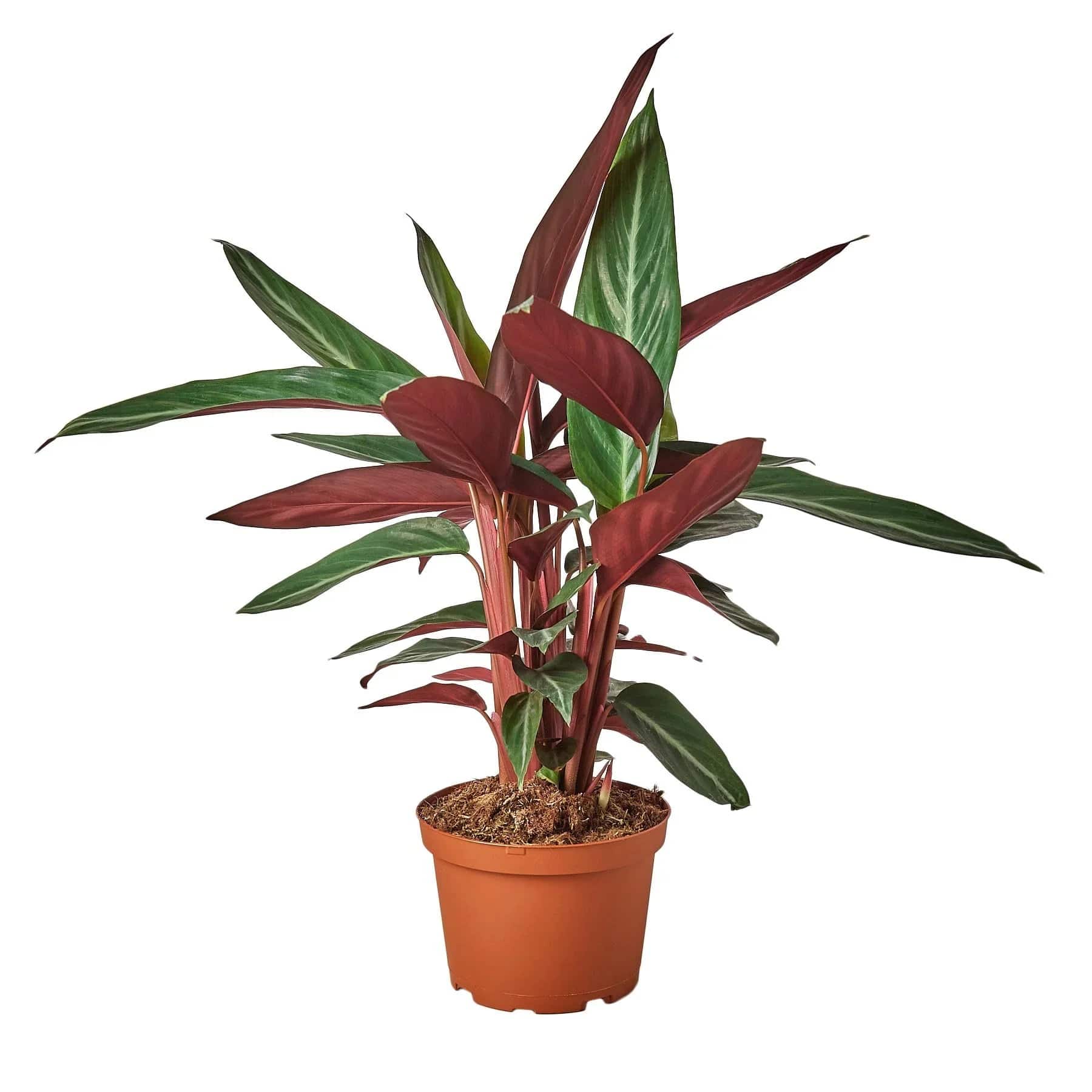 Stromanthe Sanguinea - Plantonio