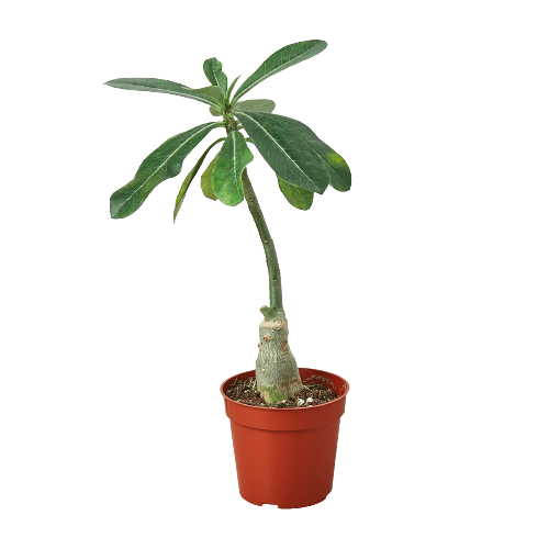 Succulent Adenium Obesum 'Desert Rose' - Plantonio