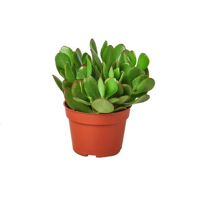 Succulent Crassula 'Jade' - Plantonio