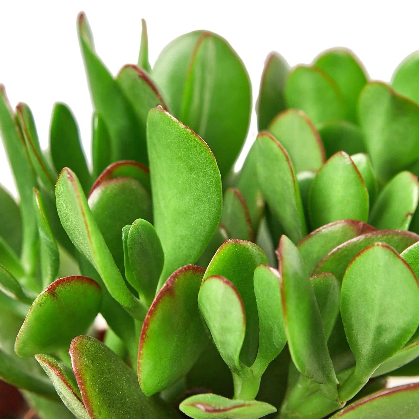 Succulent Crassula 'Jade' - Plantonio